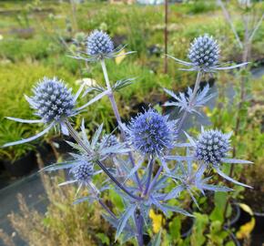Máčka plocholistá - Eryngium planum