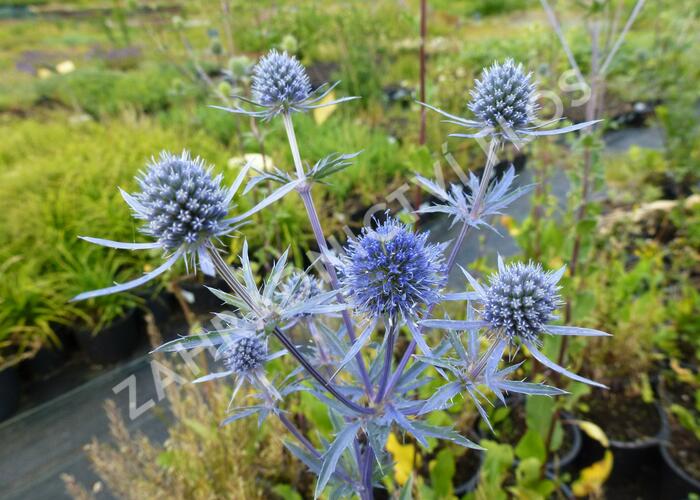Máčka plocholistá - Eryngium planum
