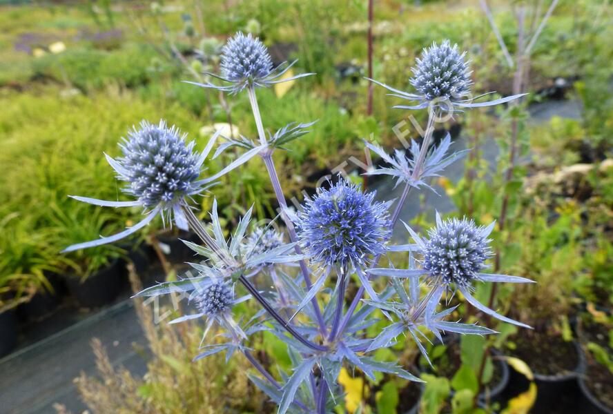 Máčka plocholistá - Eryngium planum