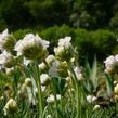 Trávnička přímořská 'Morning Star White' - Armeria maritima 'Morning Star White'