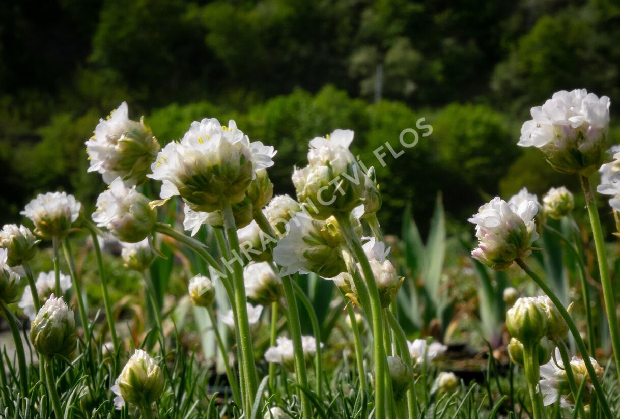 Trávnička přímořská 'Morning Star White' - Armeria maritima 'Morning Star White'