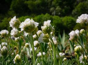Trávnička přímořská 'Morning Star White' - Armeria maritima 'Morning Star White'