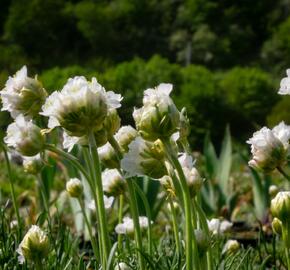 Trávnička přímořská 'Morning Star White' - Armeria maritima 'Morning Star White'