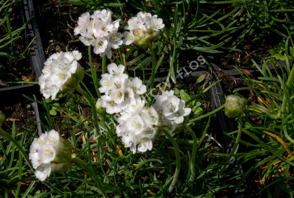 Trávnička přímořská 'Morning Star White' - Armeria maritima 'Morning Star White'