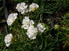 Trávnička přímořská 'Morning Star White' - Armeria maritima 'Morning Star White'