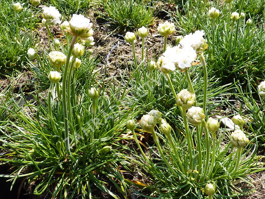 Trávnička přímořská 'Morning Star White' - Armeria maritima 'Morning Star White'
