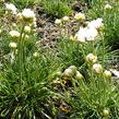 Trávnička přímořská 'Morning Star White' - Armeria maritima 'Morning Star White'