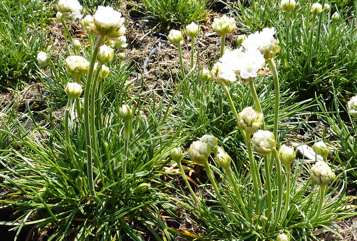 Trávnička přímořská 'Morning Star White' - Armeria maritima 'Morning Star White'
