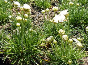 Trávnička přímořská 'Morning Star White' - Armeria maritima 'Morning Star White'