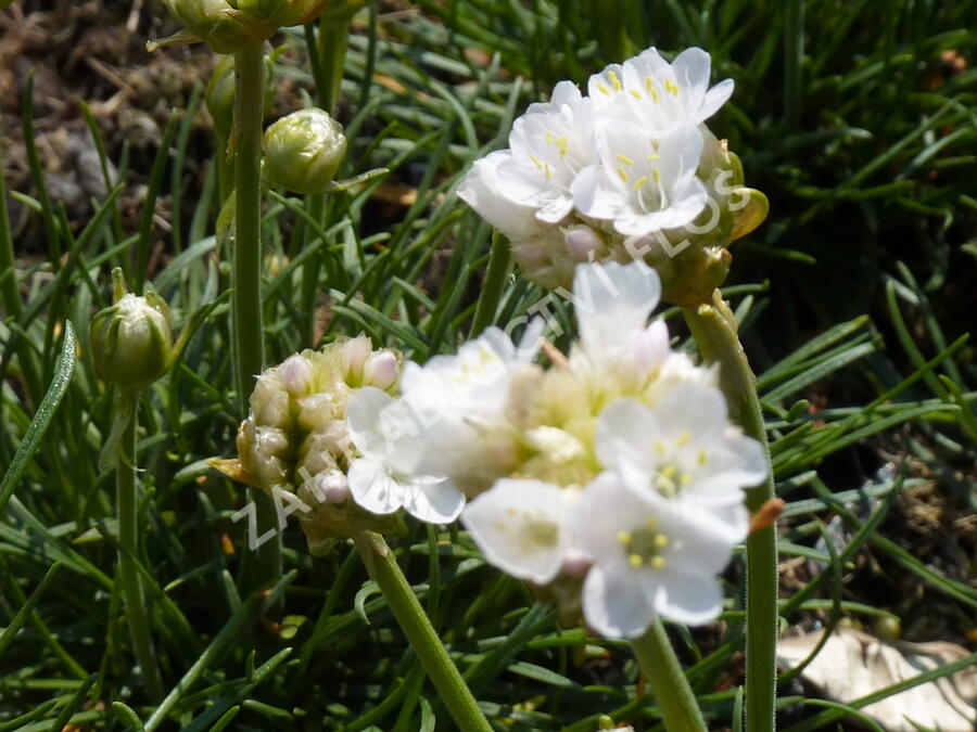 Trávnička přímořská 'Morning Star White' - Armeria maritima 'Morning Star White'