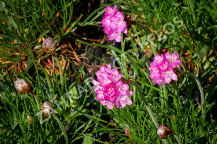 Trávnička přímořská 'Leuchtendrosa' - Armeria maritima 'Leuchtendrosa'