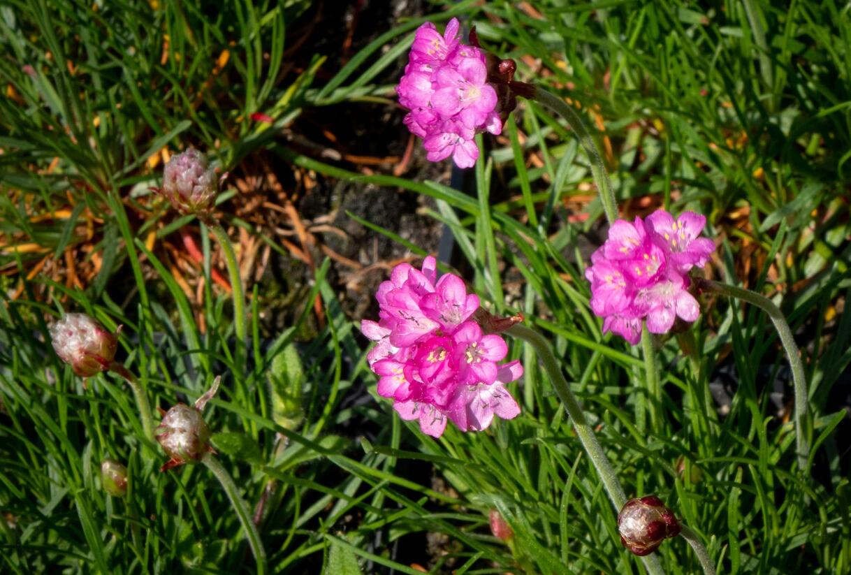 Trávnička přímořská 'Leuchtendrosa' - Armeria maritima 'Leuchtendrosa'