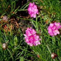 Trávnička přímořská 'Leuchtendrosa' - Armeria maritima 'Leuchtendrosa'