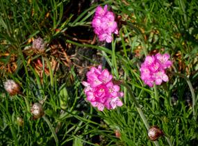 Trávnička přímořská 'Leuchtendrosa' - Armeria maritima 'Leuchtendrosa'