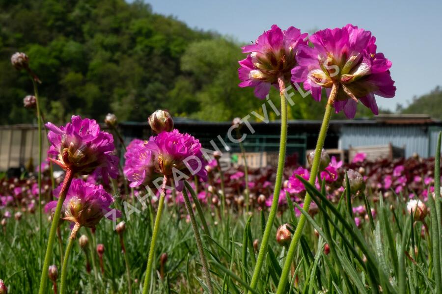 Trávnička přímořská 'Leuchtendrosa' - Armeria maritima 'Leuchtendrosa'