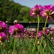 Trávnička přímořská 'Leuchtendrosa' - Armeria maritima 'Leuchtendrosa'