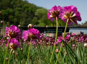 Trávnička přímořská 'Leuchtendrosa' - Armeria maritima 'Leuchtendrosa'