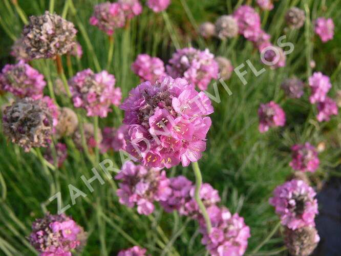 Trávnička přímořská 'Leuchtendrosa' - Armeria maritima 'Leuchtendrosa'