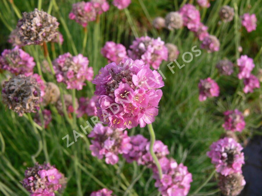 Trávnička přímořská 'Leuchtendrosa' - Armeria maritima 'Leuchtendrosa'