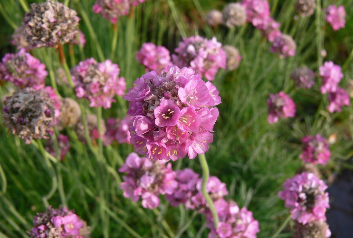 Trávnička přímořská 'Leuchtendrosa' - Armeria maritima 'Leuchtendrosa'