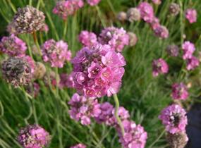 Trávnička přímořská 'Leuchtendrosa' - Armeria maritima 'Leuchtendrosa'