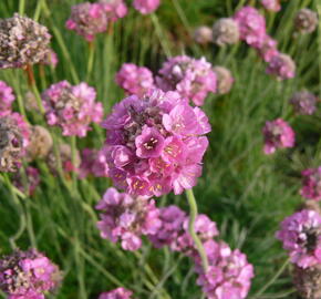 Trávnička přímořská 'Leuchtendrosa' - Armeria maritima 'Leuchtendrosa'