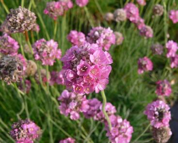 Trávnička přímořská 'Leuchtendrosa'