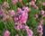 Trávnička přímořská 'Leuchtendrosa'