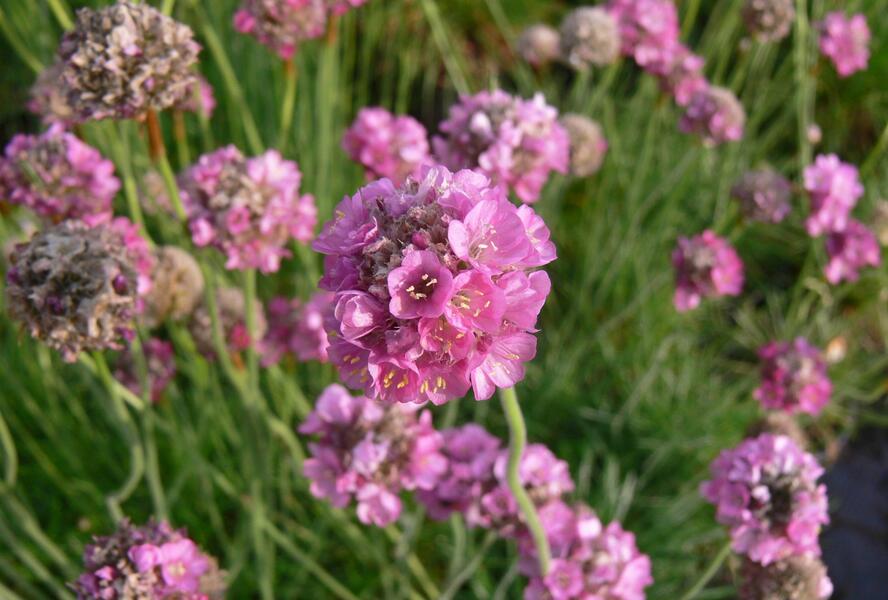 Trávnička přímořská 'Leuchtendrosa' - Armeria maritima 'Leuchtendrosa'