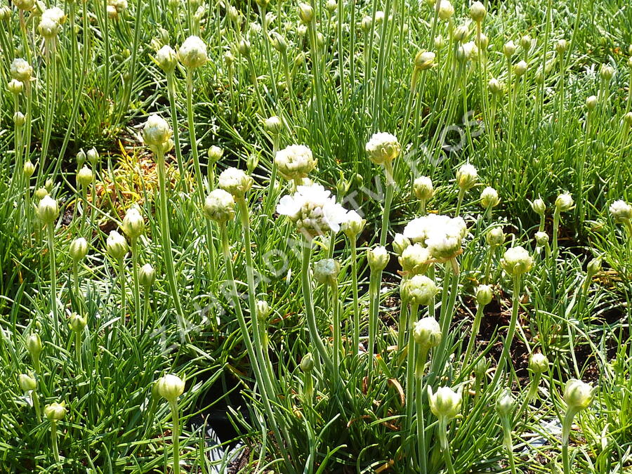 Trávnička přímořská 'Alba' - Armeria maritima 'Alba'