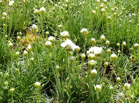 Trávnička přímořská 'Alba' - Armeria maritima 'Alba'