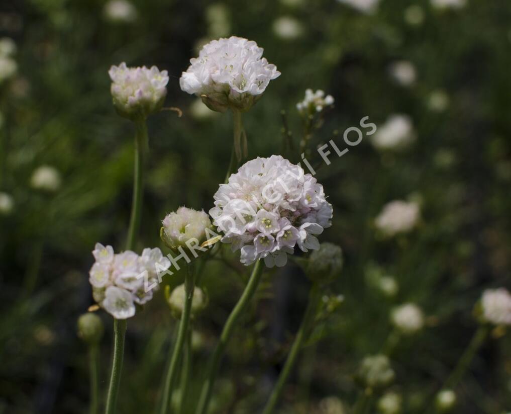 Trávnička přímořská 'Alba' - Armeria maritima 'Alba'