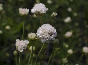 Trávnička přímořská 'Alba' - Armeria maritima 'Alba'