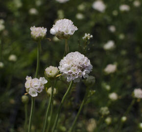 Trávnička přímořská 'Alba' - Armeria maritima 'Alba'