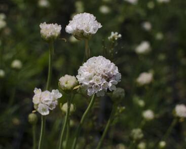 Trávnička přímořská 'Alba'
