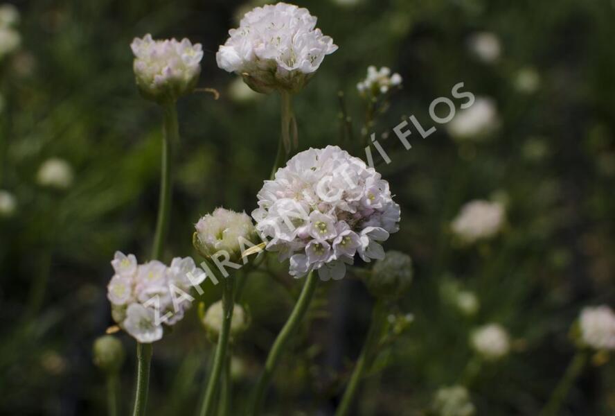 Trávnička přímořská 'Alba' - Armeria maritima 'Alba'