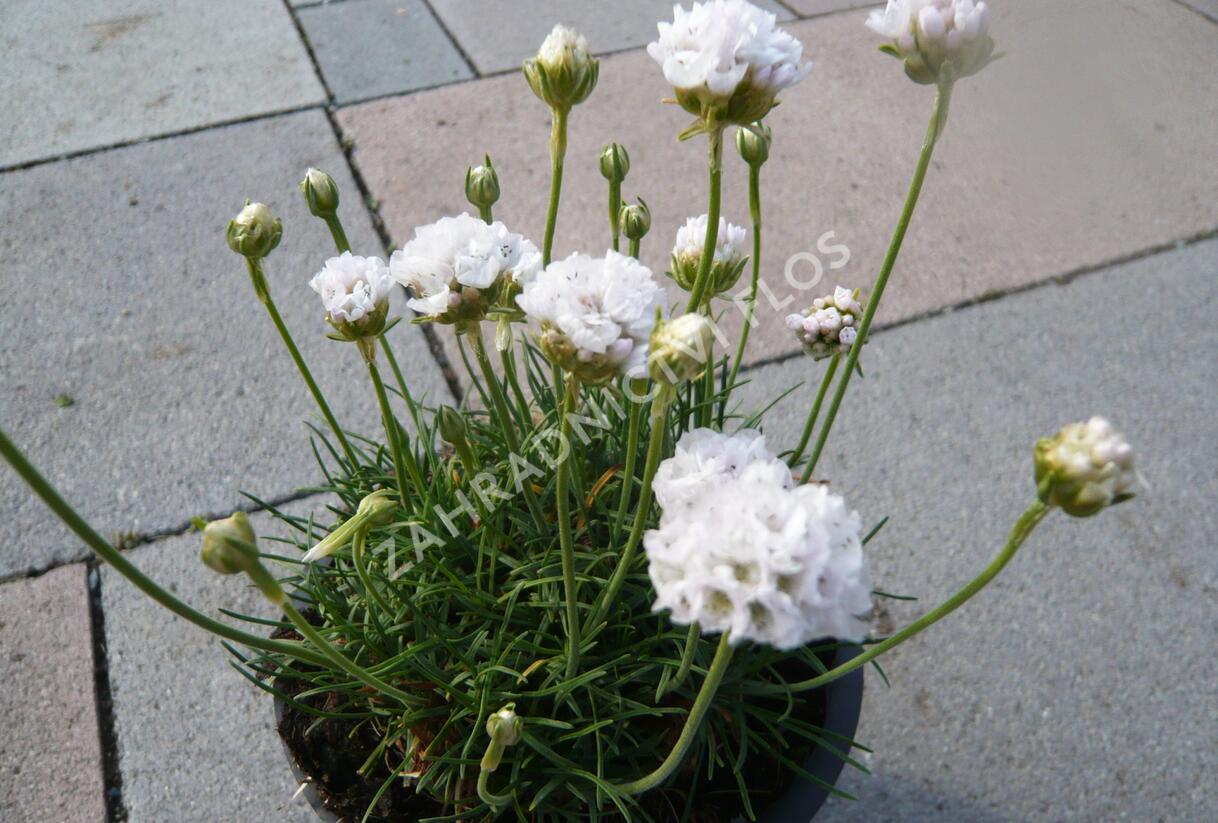 Trávnička přímořská 'Alba' - Armeria maritima 'Alba'