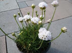 Trávnička přímořská 'Alba' - Armeria maritima 'Alba'