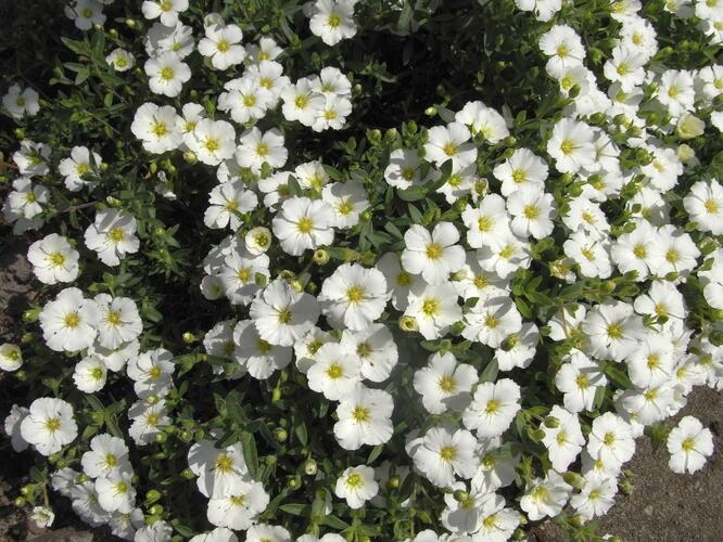Písečnice horská 'Vanilla' - Arenaria montana 'Vanilla'