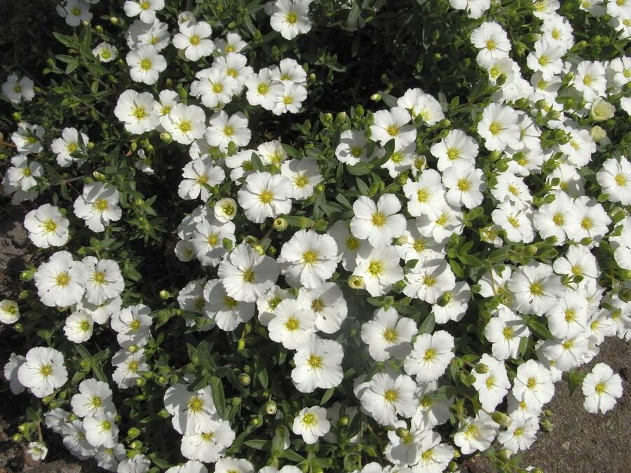 Písečnice horská 'Vanilla' - Arenaria montana 'Vanilla'