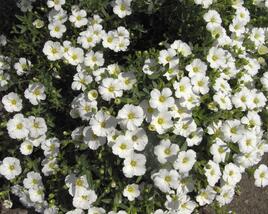 Písečnice horská 'Vanilla'