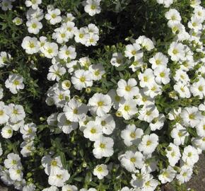 Písečnice horská 'Vanilla' - Arenaria montana 'Vanilla'