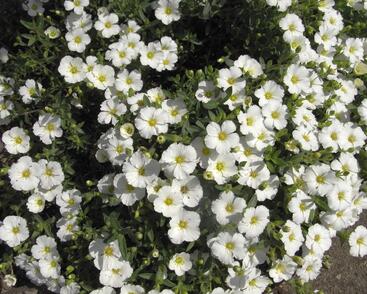 Písečnice horská 'Vanilla'