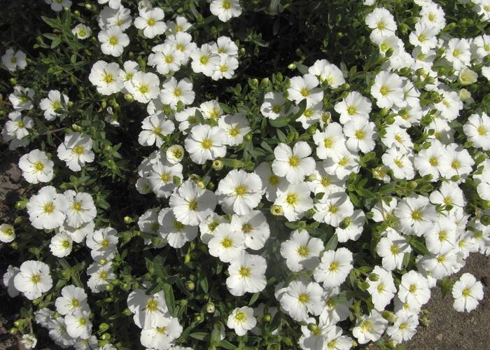 Písečnice horská 'Vanilla' - Arenaria montana 'Vanilla'