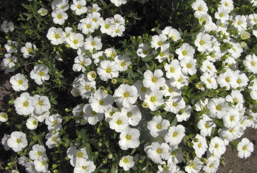 Písečnice horská 'Vanilla' - Arenaria montana 'Vanilla'