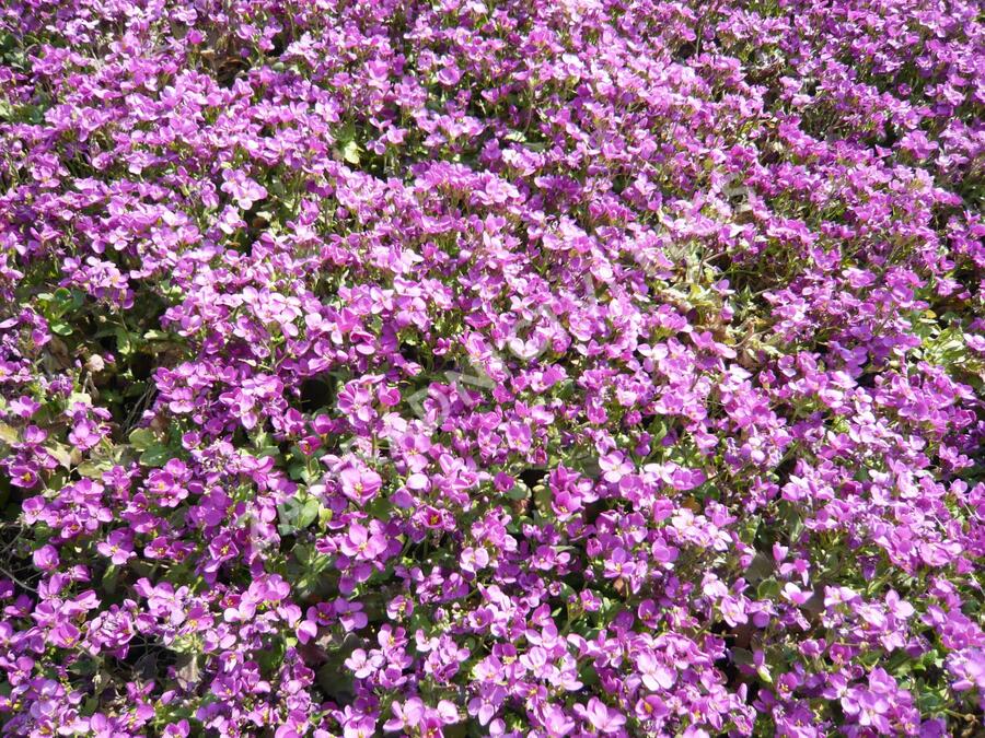 Huseník kavkazský 'Little Treasure Rose' - Arabis caucasica 'Little Treasure Rose'