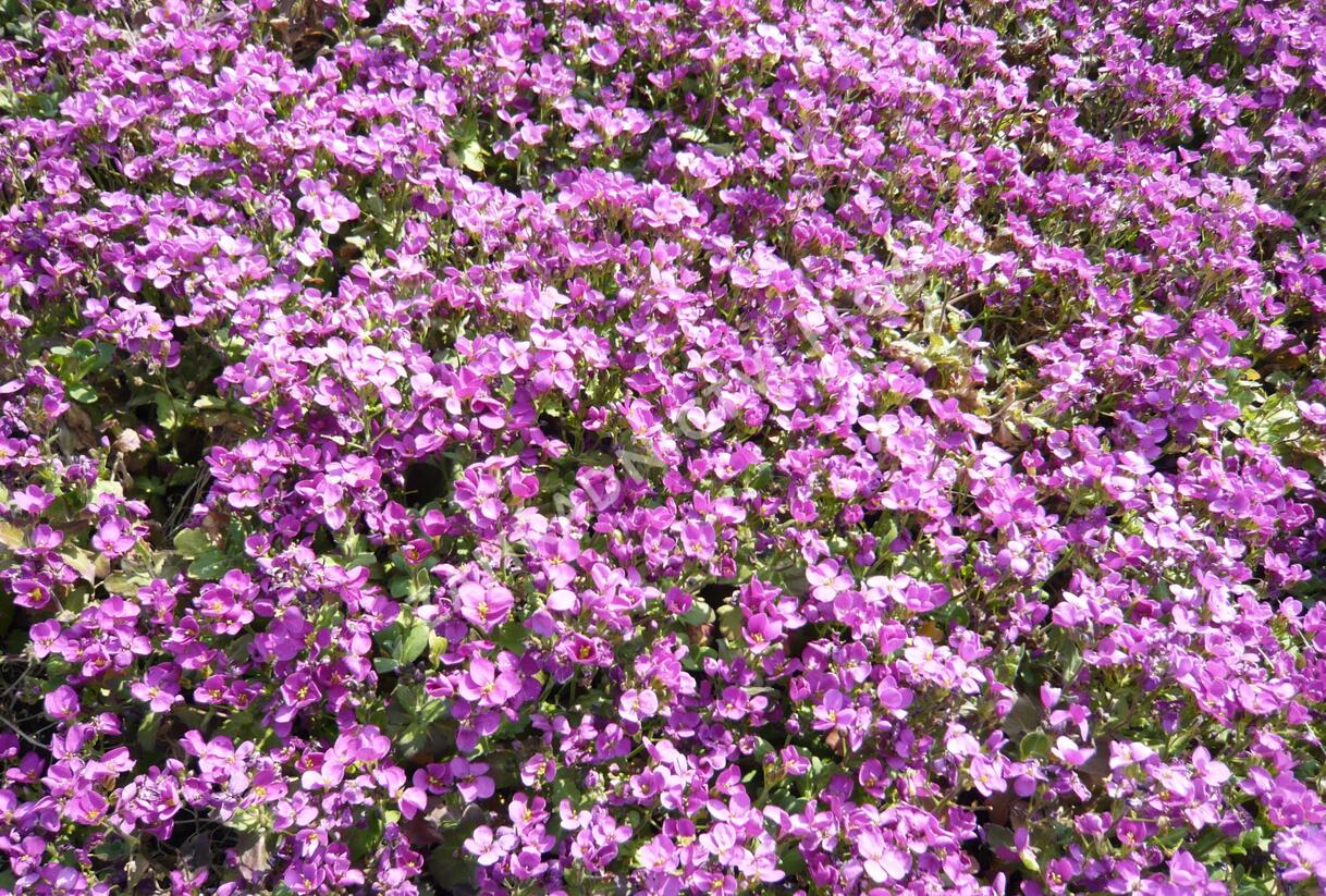 Huseník kavkazský 'Little Treasure Rose' - Arabis caucasica 'Little Treasure Rose'