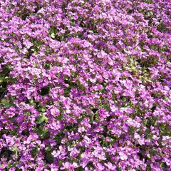 Huseník kavkazský 'Little Treasure Rose' - Arabis caucasica 'Little Treasure Rose'