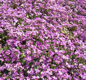 Huseník kavkazský 'Little Treasure Rose' - Arabis caucasica 'Little Treasure Rose'