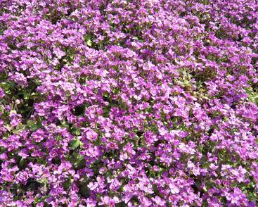 Huseník kavkazský 'Little Treasure Rose'